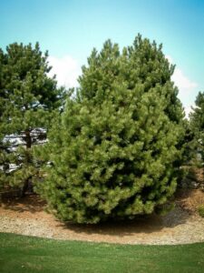 Сосна Чёрная (Pinus Nigra) купить по цене от 270.00р. в интернет-магазине «Посадика» с доставкой почтой в в Сальске и по всей России – [изображение №1].