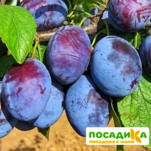 Слива Чачакская ранняя купить по цене от 229.00р. в интернет-магазине «Посадика» с доставкой почтой в в Сальске и по всей России – [изображение №1].