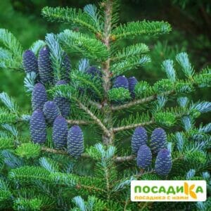 Пихта корейская (Abies koreana) купить по цене от 450.00р. в интернет-магазине «Посадика» с доставкой почтой в в Сальске и по всей России – [изображение №1].