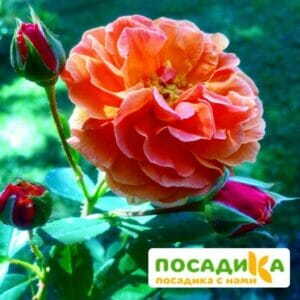 Роза Арабия купить по цене от 350.00р. в интернет-магазине «Посадика» с доставкой почтой в в Сальске и по всей России – [изображение №1].