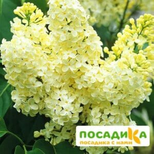 Сирень Примроуз (Primrose) купить по цене от 529.00р. в интернет-магазине «Посадика» с доставкой почтой в в Сальске и по всей России – [изображение №1].