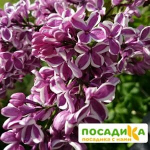 Сирень Сенсация купить по цене от 529.00р. в интернет-магазине «Посадика» с доставкой почтой в в Сальске и по всей России – [изображение №1].