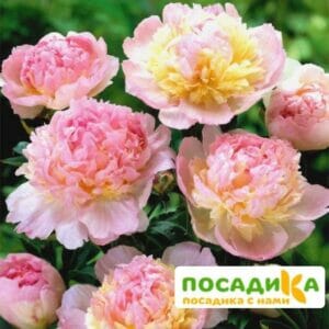 Пион Распберри Сандей (Paeonia Raspberry Sundae) купить по цене от 959р. в интернет-магазине «Посадика» с доставкой почтой в в Сальске и по всей России – [изображение №1].