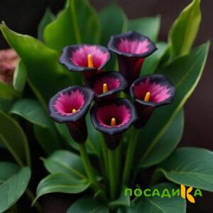 Калла Аура Лейс купить по цене от 400р. в интернет-магазине «Посадика» с доставкой почтой в в Сальске и по всей России – [изображение №1].