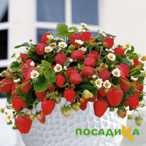 Клубника Рубиновый Шепот (горшечная) купить по цене от 240р. в интернет-магазине «Посадика» с доставкой почтой в в Сальске и по всей России – [изображение №1].