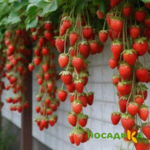 Клубника вьющаяся Комплимент купить по цене от 470р. в интернет-магазине «Посадика» с доставкой почтой в в Сальске и по всей России – [изображение №1].