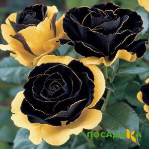 Роза Ханни Сикл купить по цене от 700р. в интернет-магазине «Посадика» с доставкой почтой в в Сальске и по всей России – [изображение №1].
