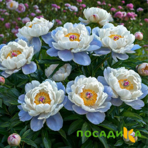 Пион акварельный Этюд купить по цене от 806р. в интернет-магазине «Посадика» с доставкой почтой в в Сальске и по всей России – [изображение №1].