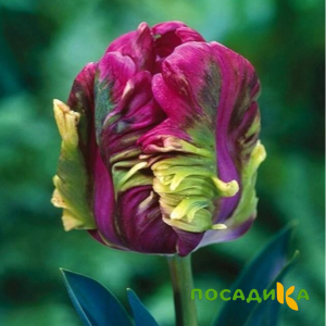 Тюльпан Экзотик Хэвен купить по цене от 186р. в интернет-магазине «Посадика» с доставкой почтой в в Сальске и по всей России – [изображение №1].