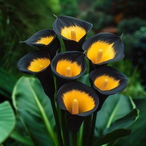 Калла Легато купить по цене от 620р. в интернет-магазине «Посадика» с доставкой почтой в в Сальске и по всей России – [изображение №1].