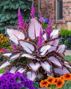 Хоста Кримэн Дрим купить по цене от 549р. в интернет-магазине «Посадика» с доставкой почтой в в Сальске и по всей России – [изображение №1].