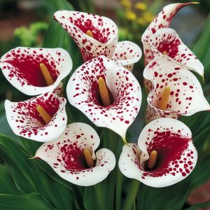 Калла Эмпайр купить по цене от 302р. в интернет-магазине «Посадика» с доставкой почтой в в Сальске и по всей России – [изображение №1].