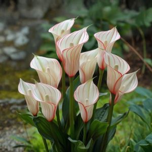 Калла Глейшер купить по цене от 299р. в интернет-магазине «Посадика» с доставкой почтой в в Сальске и по всей России – [изображение №1].