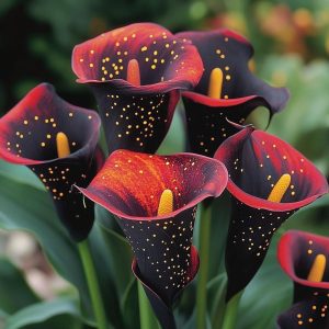 Калла Нуар купить по цене от 299р. в интернет-магазине «Посадика» с доставкой почтой в в Сальске и по всей России – [изображение №1].