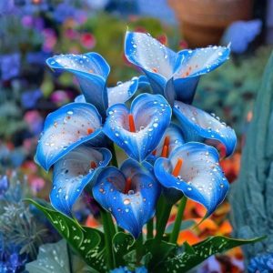 Калла Портрейт купить по цене от 292р. в интернет-магазине «Посадика» с доставкой почтой в в Сальске и по всей России – [изображение №1].