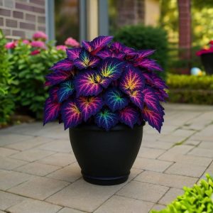 Хоста Фрости Блю купить по цене от 389р. в интернет-магазине «Посадика» с доставкой почтой в в Сальске и по всей России – [изображение №1].