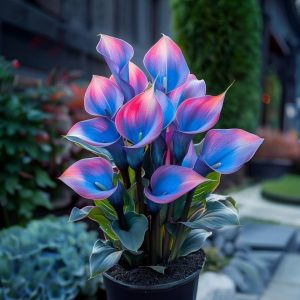 Калла Импрессия купить по цене от 590р. в интернет-магазине «Посадика» с доставкой почтой в в Сальске и по всей России – [изображение №1].