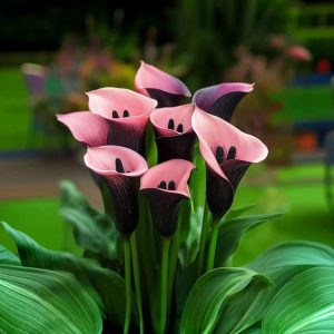 Калла Энигма купить по цене от 291р. в интернет-магазине «Посадика» с доставкой почтой в в Сальске и по всей России – [изображение №1].