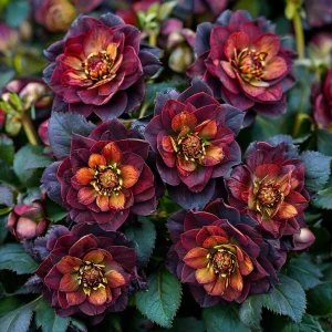 Морозник Сноу Дроп купить по цене от 348р. в интернет-магазине «Посадика» с доставкой почтой в в Сальске и по всей России – [изображение №1].