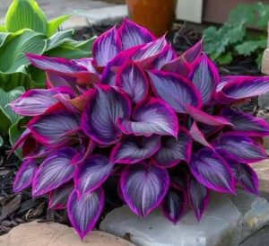 Хоста Сикрет Гарденс купить по цене от 549р. в интернет-магазине «Посадика» с доставкой почтой в в Сальске и по всей России – [изображение №1].